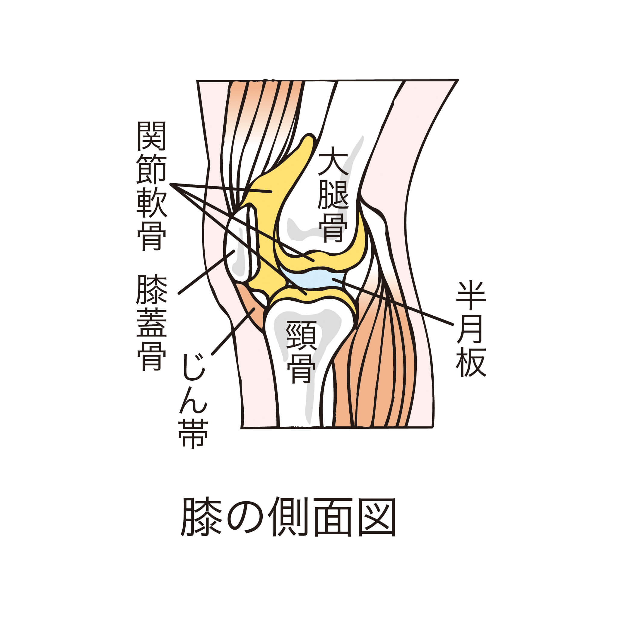 交通事故で膝蓋骨骨折 後遺障害や慰謝料の相場は デイライト法律事務所