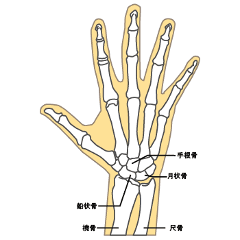 手関節が動かない場合の後遺障害は 弁護士が解説 デイライト法律事務所